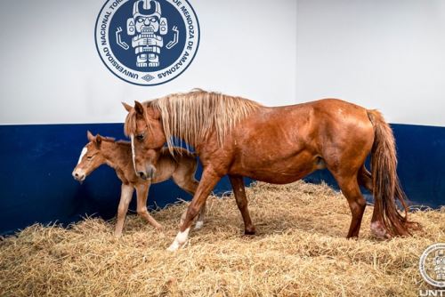 Caballo de paso clonado